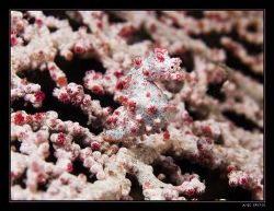 pregnant pygmee seahorse in coral. by Marc Kuiper 